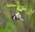 Chestnut backed chickadee posing on tree branch Royalty Free Stock Photo