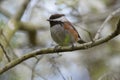 Chestnut backed chickadee posing on tree branch Royalty Free Stock Photo