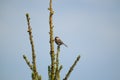 Chestnut backed chickadee posing on tree branch Royalty Free Stock Photo