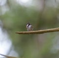 Chestnut backed chickadee posing on tree branch Royalty Free Stock Photo