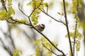Chestnut-backed chickadee posing on tree branch Royalty Free Stock Photo