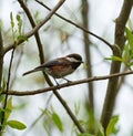 Chestnut-backed chickadee posing on tree branch Royalty Free Stock Photo