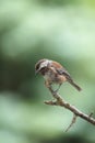 Chestnut-backed chickadee feeding in forest Royalty Free Stock Photo