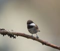 Chestnut-backed chickadee resting in forest Royalty Free Stock Photo