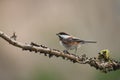 Chestnut-backed chickadee resting in forest Royalty Free Stock Photo