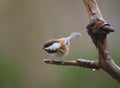 Chestnut-backed chickadee resting in forest Royalty Free Stock Photo