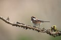 Chestnut-backed chickadee resting in forest Royalty Free Stock Photo