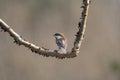 Chestnut-backed chickadee resting in forest Royalty Free Stock Photo