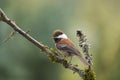 Chestnut-backed chickadee resting in forest Royalty Free Stock Photo