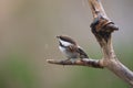 Chestnut-backed chickadee resting in forest Royalty Free Stock Photo