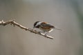 Chestnut-backed chickadee resting in forest Royalty Free Stock Photo