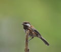 Chestnut-backed chickadee resting in forest Royalty Free Stock Photo