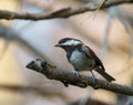 Chestnut-backed chickadee resting on tree branch Royalty Free Stock Photo