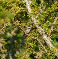 Chestnut-backed chickadee resting on tree branch Royalty Free Stock Photo