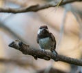 Chestnut-backed chickadee resting on tree branch Royalty Free Stock Photo