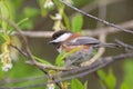 Chestnut-backed chickadee resting on tree branch Royalty Free Stock Photo