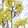 Chestnut-backed chickadee resting on tree branch Royalty Free Stock Photo