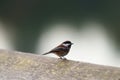 Chestnut-backed chickadee resting on tree branch Royalty Free Stock Photo