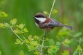 Chestnut-backed chickadee resting on tree branch Royalty Free Stock Photo