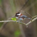 Chestnut-backed chickadee resting on tree branch Royalty Free Stock Photo