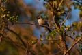 Chestnut-backed chickadee resting on tree branch Royalty Free Stock Photo