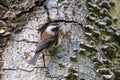 Chestnut backed Chickadee Royalty Free Stock Photo