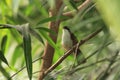 Chestnut-backed scimitar babbler