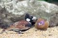 Chestnut-backed Sparrow-Lark (Eremopterix leucotis) Royalty Free Stock Photo