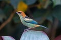 Chestnut-backed tanager Tangara preciosa Royalty Free Stock Photo