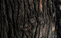 Chestnut bark with visible details. background or textura Royalty Free Stock Photo