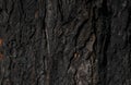 Chestnut bark with visible details. background or textura Royalty Free Stock Photo