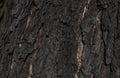 Chestnut bark with visible details. background or textura Royalty Free Stock Photo