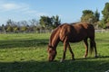 Chestnut beautiful horse eating green grass in a farm Royalty Free Stock Photo