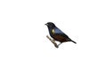 Chestnut-bellied euponia, Euphonia pectoralis