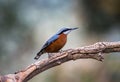 Chestnut-bellied Nuthatch belong to the family sittidae. Royalty Free Stock Photo