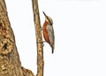 Chestnut-bellied nuthatch in an indian forest