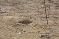 Chestnut-bellied Sandgrouse Pterocles exustus at little rann of kutch.