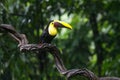 Chestnut-billed Toucan perched on a vine. Royalty Free Stock Photo