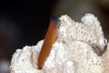 Chestnut blenny