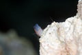 Chestnut blenny