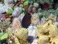 A Chestnut Blenny Cirripectes castaneus in the Red Sea Royalty Free Stock Photo