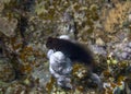 A Chestnut Blenny Cirripectes castaneus in the Red Sea