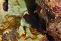 Chestnut blenny Royalty Free Stock Photo