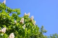 Chestnut in bloom against blue cloudless sky Royalty Free Stock Photo