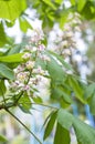 Chestnut in blossom in the spring, an unusual flower Royalty Free Stock Photo