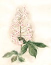 Chestnut blossoms watecolor painting