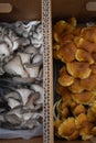 Chestnut and Blue Oyster Mushrooms Side by Side