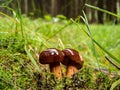 Chestnut bolet stands in the forest Royalty Free Stock Photo