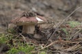 chestnut bolete. cap of the mushroom is characteristically ripped at the edge