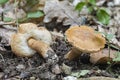 The Chestnut Bolete Gyroporus castaneus is an edible mushroom Royalty Free Stock Photo